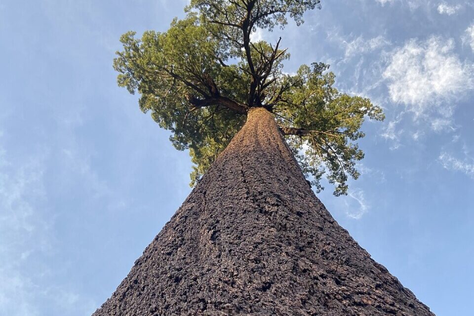 Tall tree with green leaves against a blue sky with clouds, viewed from below.