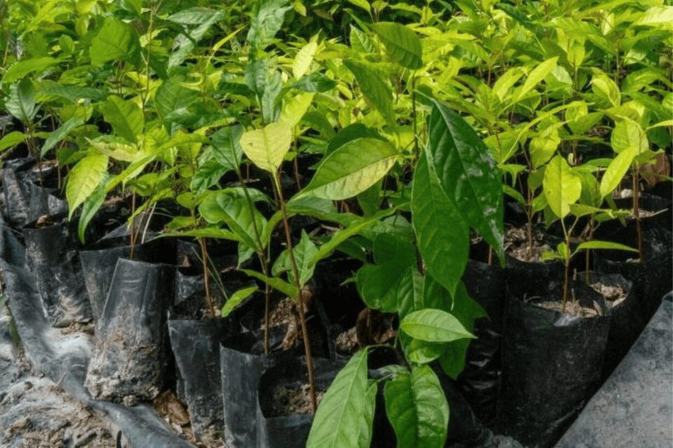 Young green plants in black plastic bags arranged in rows outdoors.