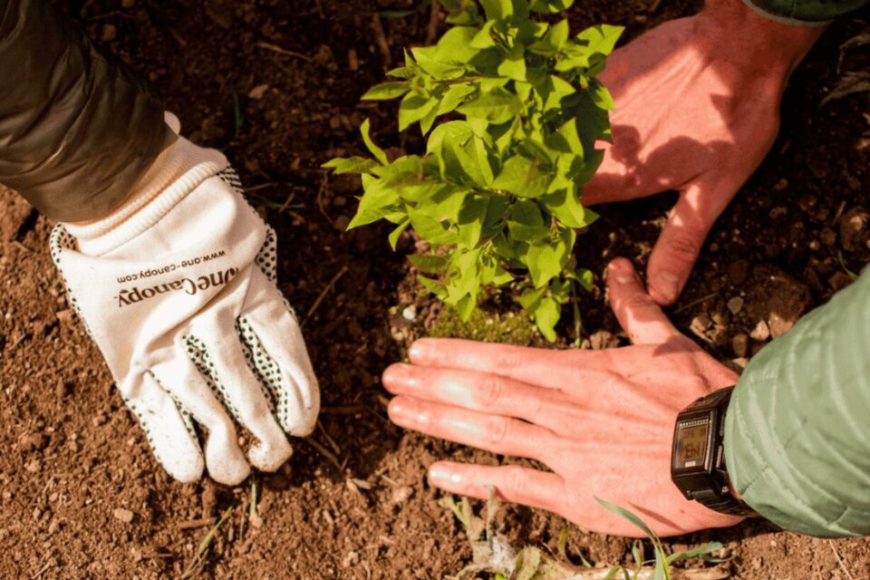 Two people planting a green shrub in soil, one wearing white gloves and the other with a watch and green sleeve.